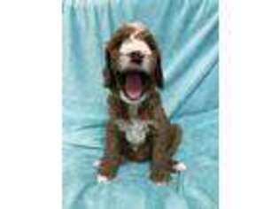 Mutt Puppy for sale in Mobile, AL, USA