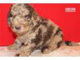 Labradoodle Puppy for sale in Saint Louis, MO, USA