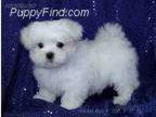 Maltese Puppy for sale in Glen Rose, TX, USA