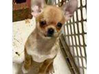 Chihuahua Puppy for sale in Milan, IN, USA