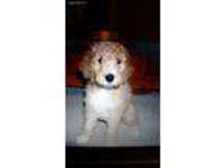 Goldendoodle Puppy for sale in Vienna, IL, USA
