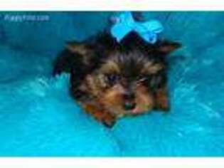 Yorkshire Terrier Puppy for sale in Brookings, SD, USA