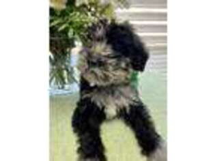 Labradoodle Puppy for sale in Concord, NC, USA