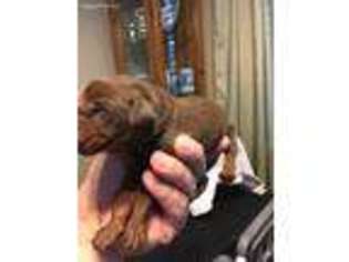 Doberman Pinscher Puppy for sale in Porter, TX, USA