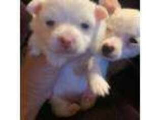 Chihuahua Puppy for sale in Denison, TX, USA
