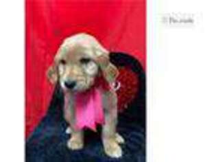 Golden Retriever Puppy for sale in Kansas City, MO, USA
