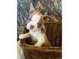 Boston Terrier Puppy for sale in Coffeeville, MS, USA