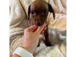 Dachshund Puppy for sale in Lagrangeville, NY, USA