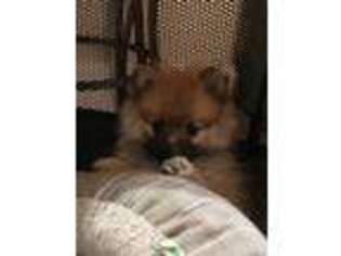 Pomeranian Puppy for sale in Sparks, NV, USA