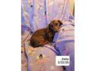 Dachshund Puppy for sale in Lovington, NM, USA