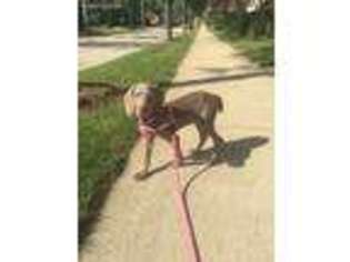 Weimaraner Puppy for sale in Willow Springs, IL, USA