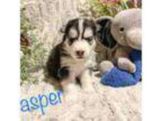 Siberian Husky Puppy for sale in Deer Lodge, MT, USA