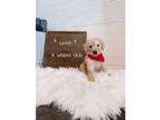 Labradoodle Puppy for sale in Seymour, MO, USA