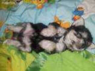 Shih-Poo Puppy for sale in Akron, OH, USA