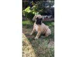 Cane Corso Puppy for sale in Downey, CA, USA