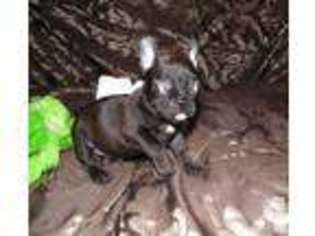 French Bulldog Puppy for sale in CINDA, KY, USA