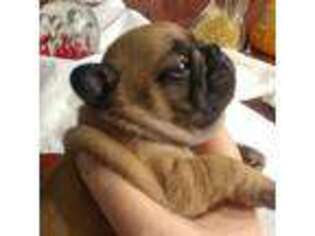 French Bulldog Puppy for sale in Dunmor, KY, USA