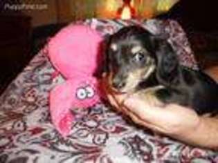 Dachshund Puppy for sale in Tempe, AZ, USA