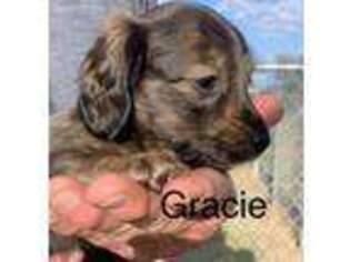Dachshund Puppy for sale in Corsicana, TX, USA