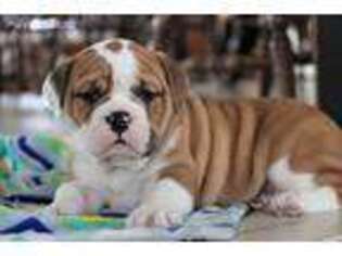 Bulldog Puppy for sale in Cedar Rapids, IA, USA