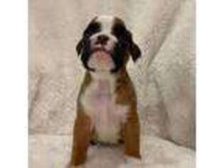 Boxer Puppy for sale in Prosser, WA, USA