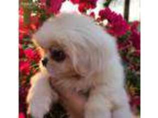 Pekingese Puppy for sale in Fort Lauderdale, FL, USA