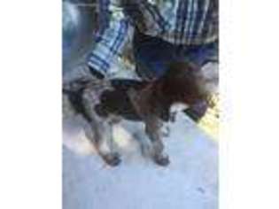 German Shorthaired Pointer Puppy for sale in Montrose, CO, USA