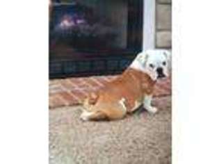 Olde English Bulldogge Puppy for sale in Lebanon, MO, USA