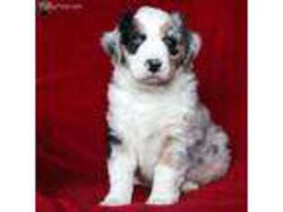 Anatolian Shepherd Puppy for sale in Gordonville, PA, USA