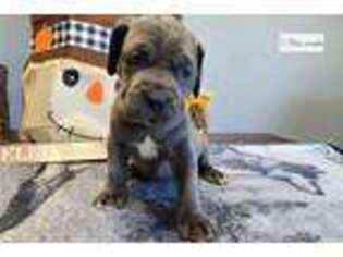 Neapolitan Mastiff Puppy for sale in Columbia, MO, USA