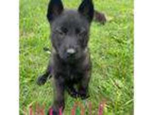 Belgian Malinois Puppy for sale in Cascade, WI, USA