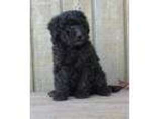 Labradoodle Puppy for sale in Wewoka, OK, USA