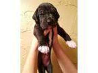 Great Dane Puppy for sale in Greensburg, PA, USA