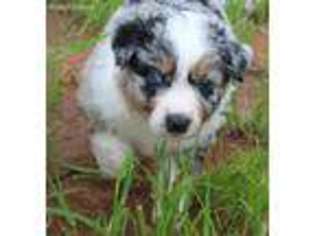 Miniature Australian Shepherd Puppy for sale in Wellston, OK, USA