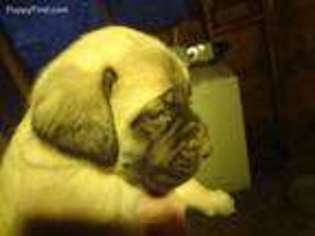 Mastiff Puppy for sale in Hilham, TN, USA