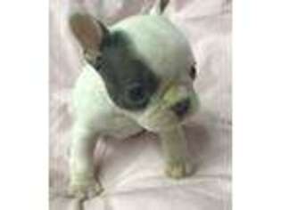 French Bulldog Puppy for sale in Bradford, AR, USA