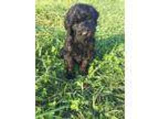 Labradoodle Puppy for sale in Asheville, NC, USA