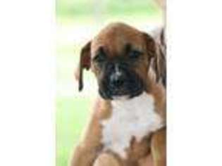 Boxer Puppy for sale in Pine Grove, PA, USA