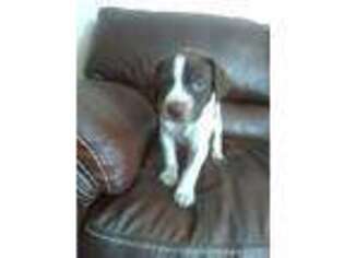 German Shorthaired Pointer Puppy for sale in Henderson, NV, USA