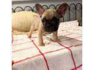 French Bulldog Puppy for sale in Prior Lake, MN, USA