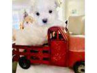Maltese Puppy for sale in New Orleans, LA, USA