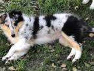 Collie Puppy for sale in Windom, MN, USA