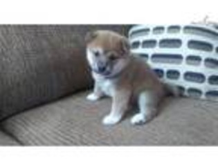 Shiba Inu Puppy for sale in Reno, NV, USA