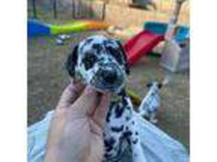 Dalmatian Puppy for sale in Peoria, AZ, USA