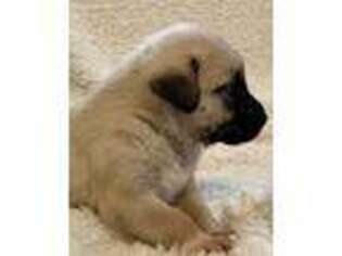 Mastiff Puppy for sale in Glasgow, KY, USA