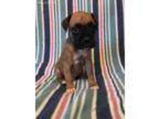 Boxer Puppy for sale in Butler, IN, USA