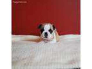 French Bulldog Puppy for sale in Clinton Township, MI, USA