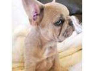 French Bulldog Puppy for sale in Sterling, CO, USA