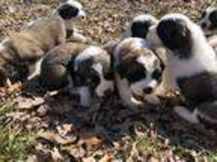 Saint Bernard Puppy for sale in Pleasant Hill, MO, USA