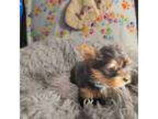 Yorkshire Terrier Puppy for sale in Fair Oaks, CA, USA